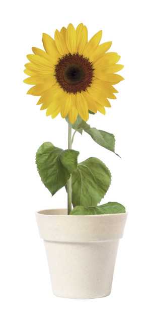 Tumil pot with sunflower - Reklamnepredmety