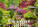Calendar Gardens - N130-27_013 - variant He N130-27