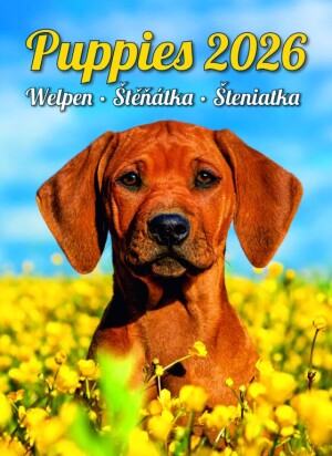 Calendar Puppies - Reklamnepredmety