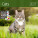 Calendar Cats - LP01-27_013 - variant He LP01-27