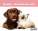 Calendar Pets - SM15-26_002 - variant He SM15-26