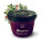 Cranberry jam - s045010 - variant