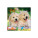 Wall calendar Dogs 2026 - N50-26_OB - variant Sp N50-26
