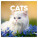 NOTIQUE Notepad Cats 2026, 30 x 30 cm - pgp-35166-z_tit - variant Pg PGP-35166-Z