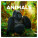 NOTIQUE Notepad Endangered Species 2026, 30 x 30 cm - pgp-35673_tit - variant Pg PGP-35673