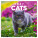 NOTIQUE Notepad Cats 2027, 30 x 30 cm - pgp-36310-v_tit - variant Pg PGP-36310-V
