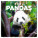 NOTIQUE Pandas 2027 Notepad, 30 x 30 cm - pgp-36316-v_tit - variant Pg PGP-36316-V