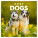 NOTIQUE Notepad Dogs 2027, 30 x 30 cm - pgp-36318-z_tit - variant Pg PGP-36318-Z