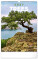 NOTIQUE Wall calendar Trees 2027, 33 x 46 cm