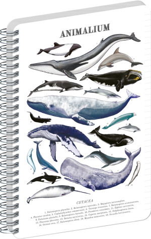 NOTIQUE Spiral notebook Animalium – Under the sea, lined, A5 - Reklamnepredmety