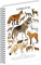 NOTIQUE Spiral notebook Animalium – Canids, lined, A4