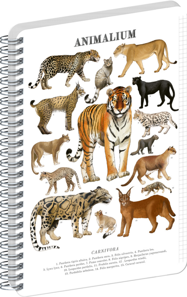 NOTIQUE Spiral notebook Animalium – Felines, squared, A5