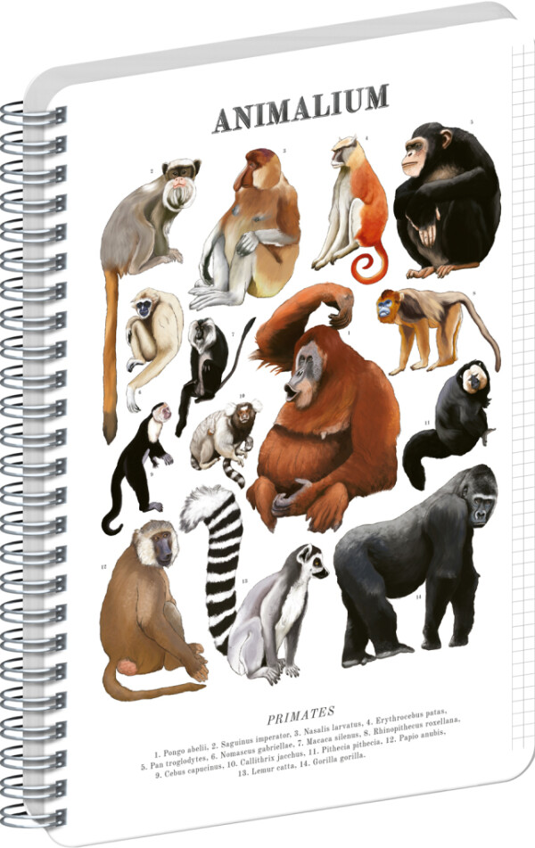 NOTIQUE Spiral notebook Animalium – Primates, squared, A4