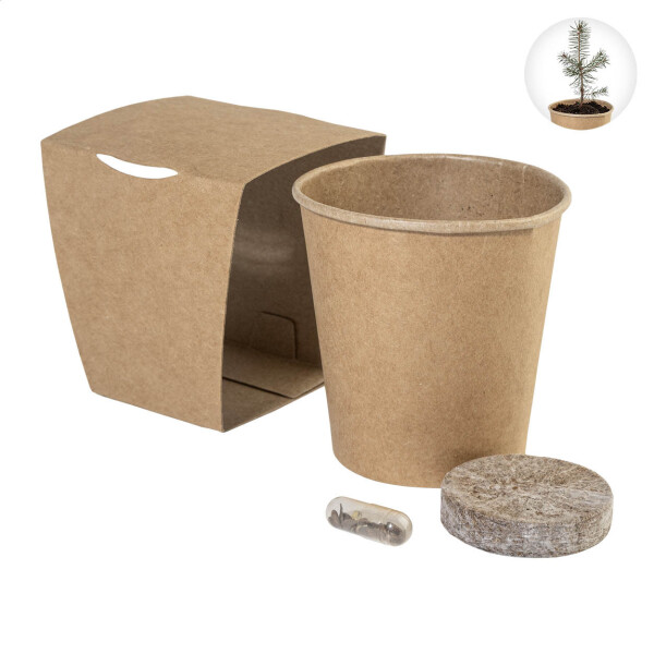 MerryGrow Christmas tree growing kit
