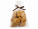 Pack of 10 pieces of home-made gourd with walnut - s10-06-2 - variant 