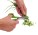 Pair of scissors for herbs "Racy" - 56-0307002-02 - variant In 56-0307002