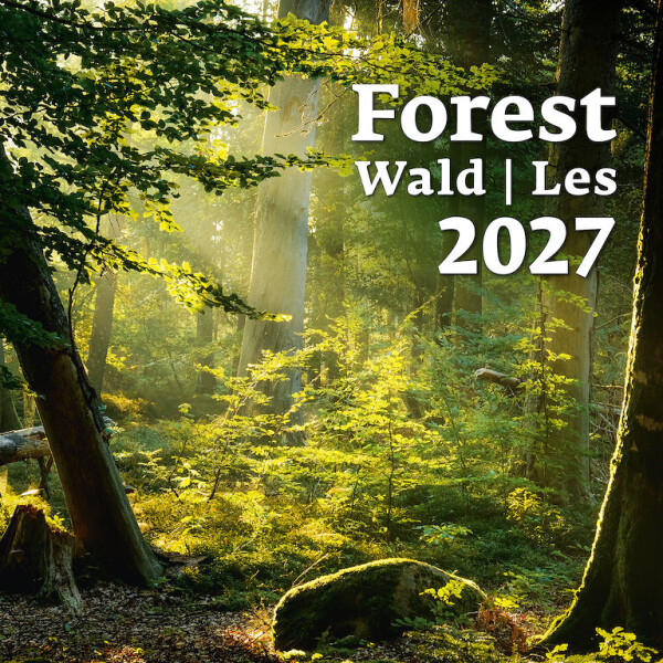 Calendar Forest