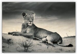 Wooden Lioness Painting - Reklamnepredmety