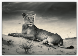 Lioness - Reklamnepredmety