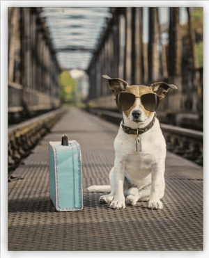 Wooden image of a Dog - Reklamnepredmety